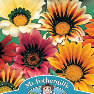 Gazania Sunshine Mixed