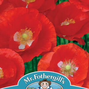 Poppy American Legion
