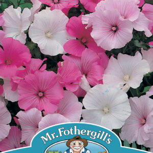 Lavatera Parade Mixed