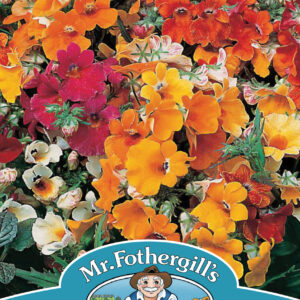 Nemesia Carnival Mixed