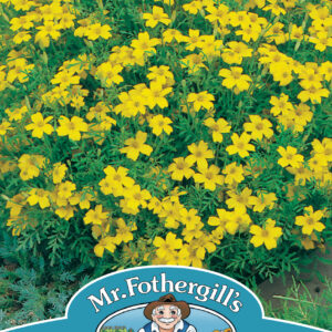 Tagetes Lemon Gem