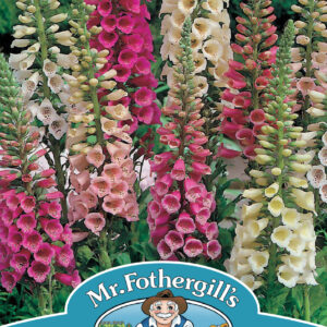 Foxglove Foxy Mixed