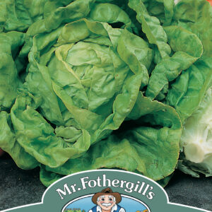 Lettuce All The Year Round