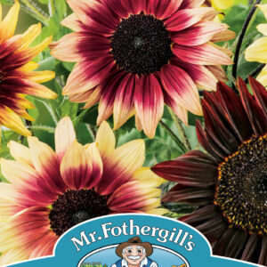 Sunflower Magic Roundabout F1