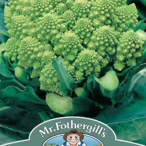 Cauliflower Romanesco Natalino