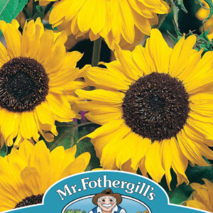 Sunflower Hallo