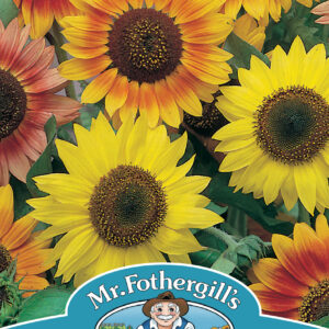 Sunflower Sunburst Mixed