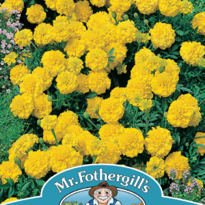 Marigold (French) Yellow Jacket