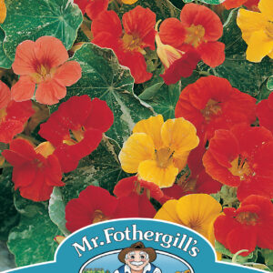 Nasturtium (Trailing) African Queen