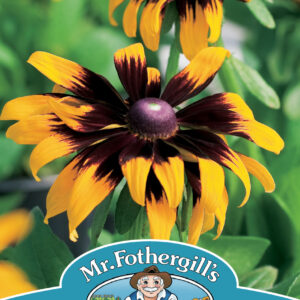 Rudbeckia Aries