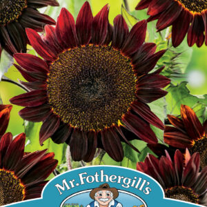 Sunflower Black Magic F1