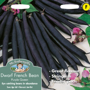 Dwarf French Bean Purple Queen