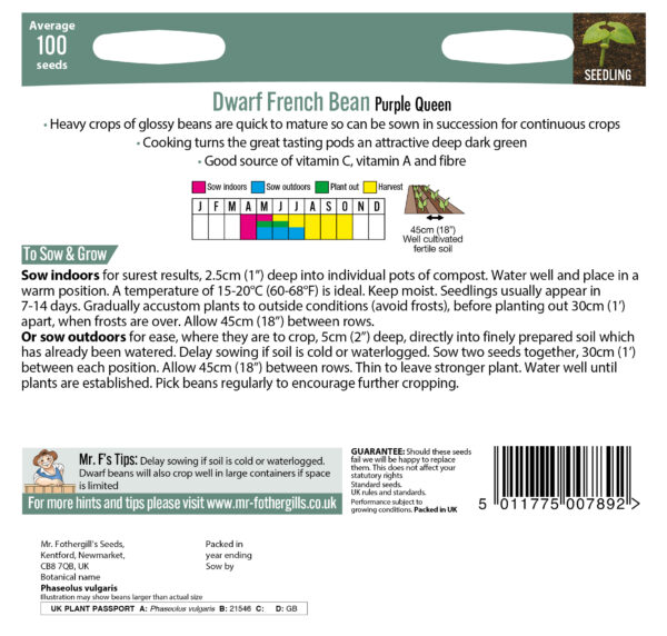 Dwarf French Bean Purple Queen - Image 2