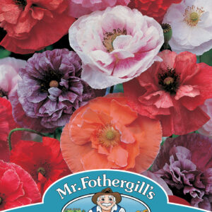 Poppy Dawn Chorus