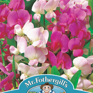 Sweet Pea Perennial Everlasting Mixed