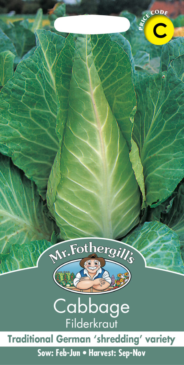 Cabbage Filderkraut - Plants Galore