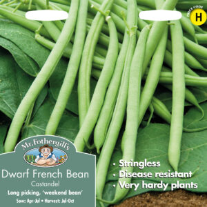 Dwarf French Bean Castandel