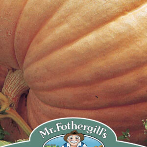 Pumpkin Atlantic Giant