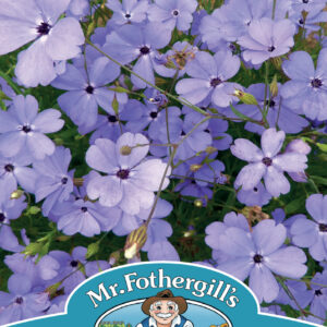 Silene Blue Angel