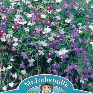 Lobelia Cascade Mixed