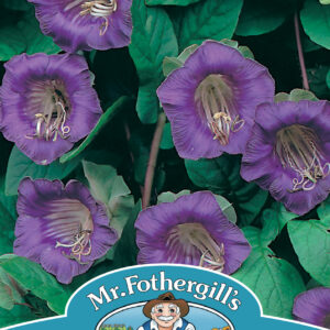 Cobaea Scandens