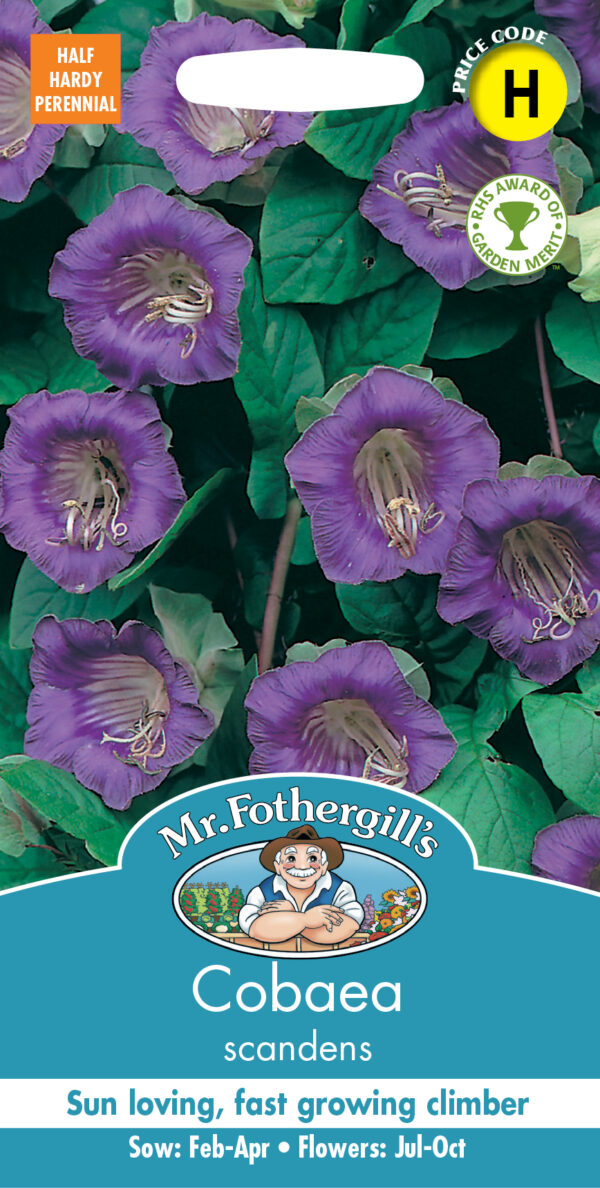 Cobaea Scandens