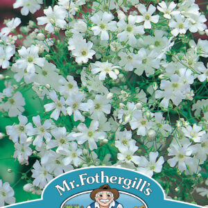 Gypsophila Monarch White