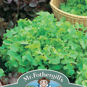 Lettuce Salad Bowl Red & Green Mixed