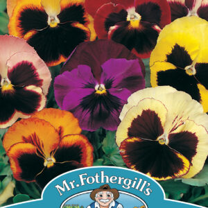 Pansy Swiss Giants Mixed