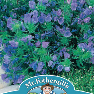 Echium Blue Bedder
