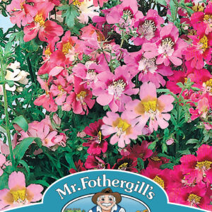 Schizanthus Angel Wings Mixed