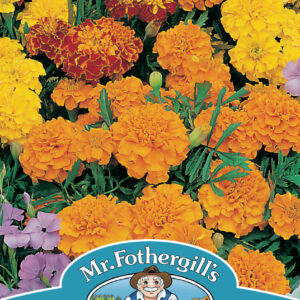 Marigold (French) Bonita Mixed