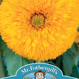 Sunflower Sun King