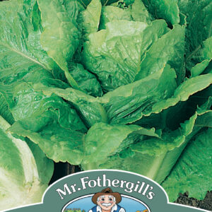 Lettuce Winter Density