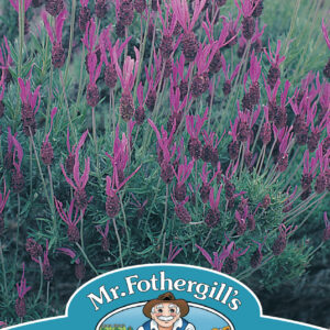 Lavender French Lavender