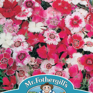 Dianthus Baby Doll Mixed