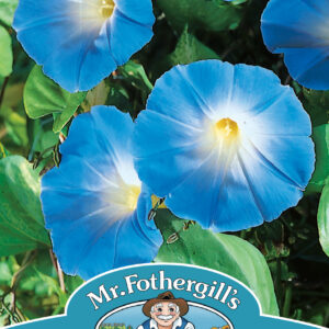 Morning Glory Heavenly Blue
