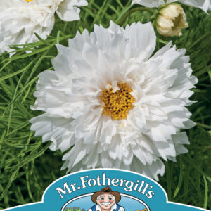 Cosmos Double Dutch White