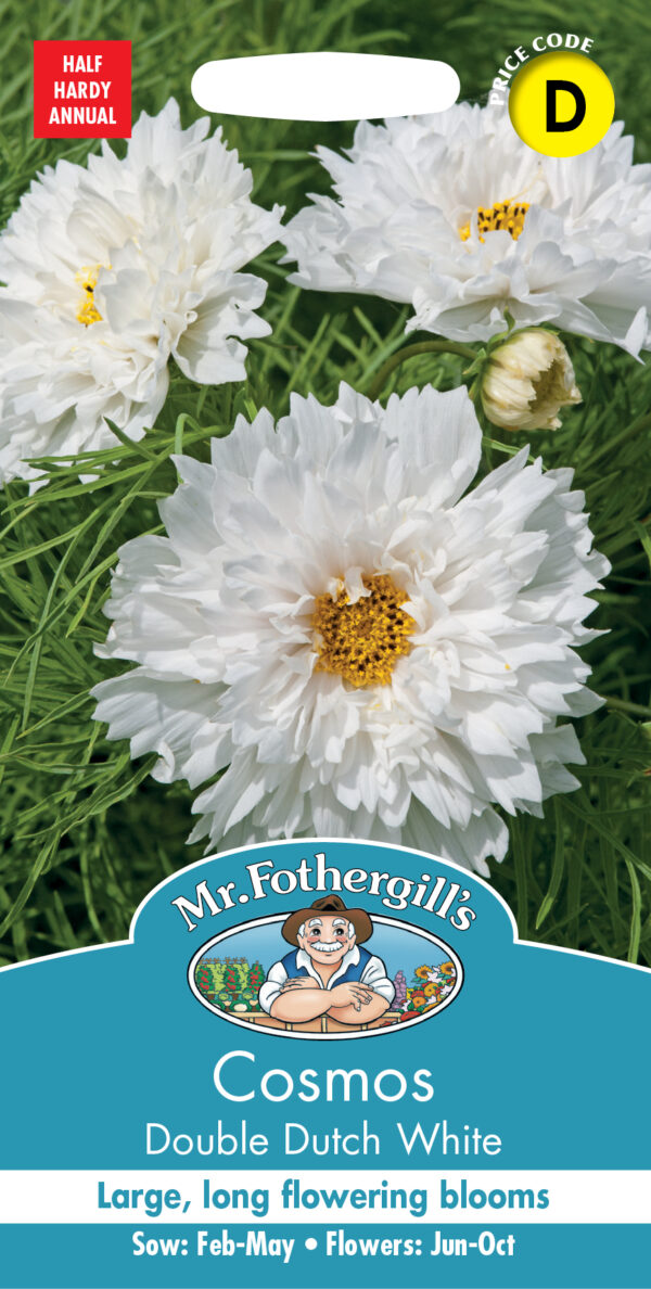 Cosmos Double Dutch White