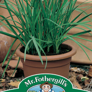 Garlic Chives