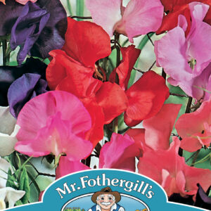 Sweet Pea Tall Mixed