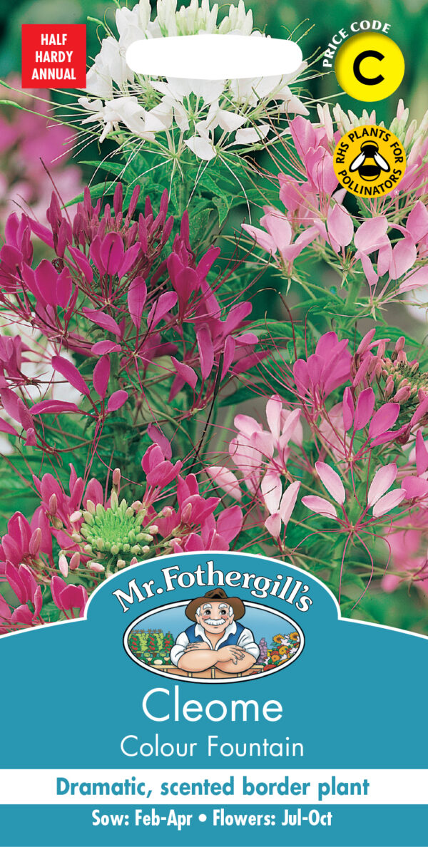 Cleome Colour Fountain