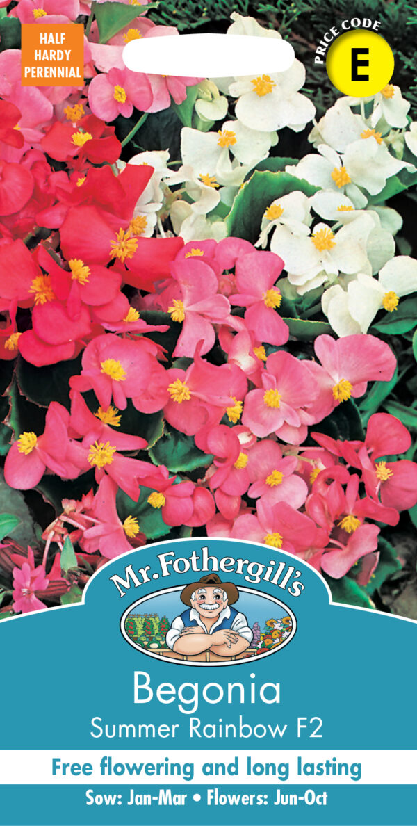 Begonia Summer Rainbow F2