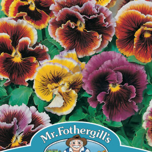 Pansy Frou Frou Mixed