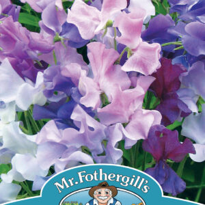 Sweet Pea Twilight