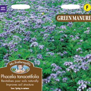 Green Manure Phacelia Tanacetifolia