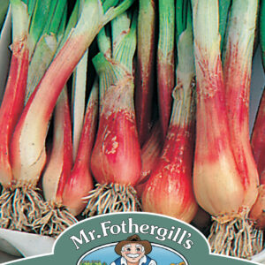 Onion (Spring) North Holland Blood Red