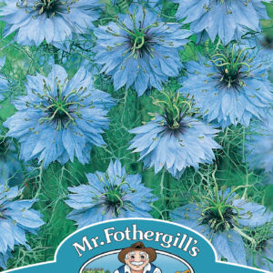 Nigella Love In A Mist - Miss Jekyll