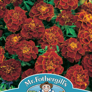 Marigold (French) Red Cherry
