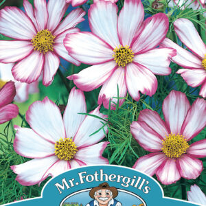 Cosmos Candy Stripe